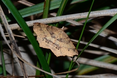 Rhinodia rostraria