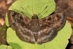 Quadrus cerialis