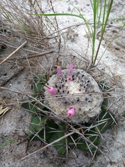 Melocactus violaceus violaceus