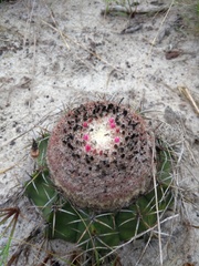 Melocactus violaceus violaceus