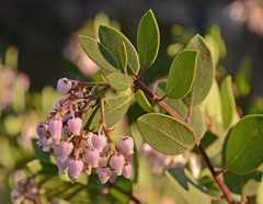 Arctostaphylos densiflora