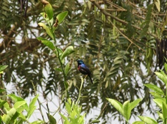 Cinnyris erythrocercus