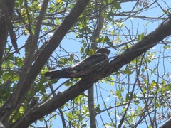 Chordeiles gundlachii