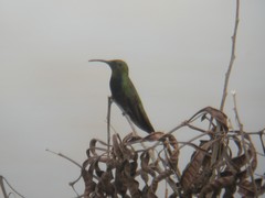 Anthracothorax aurulentus