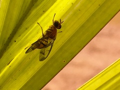 Zeugodacus cucurbitae