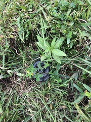 Asclepias curassavica