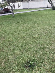 Asclepias curassavica