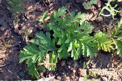 Pelargonium radulifolium