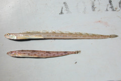 Snake Blenny photo 2