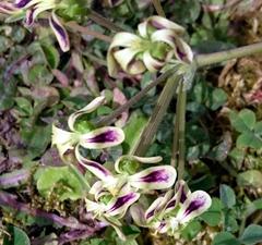 Pelargonium radulifolium