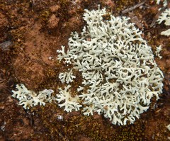 Xanthoparmelia convoluta