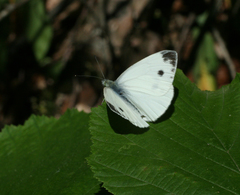 Pieris napi meridionalis