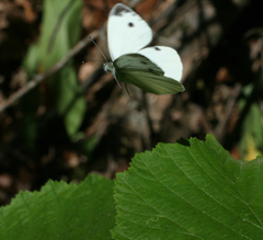 Pieris napi meridionalis