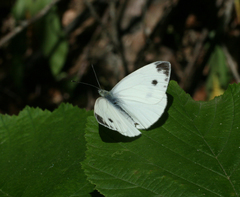 Pieris napi meridionalis