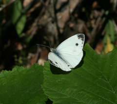 Pieris napi meridionalis
