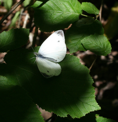 Pieris napi meridionalis
