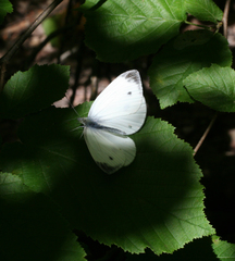 Pieris napi meridionalis