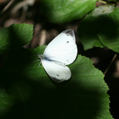 Pieris napi meridionalis
