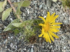 Grindelia stricta platyphylla