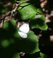 Pieris napi meridionalis