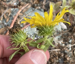 Grindelia stricta platyphylla