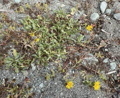 Grindelia stricta platyphylla