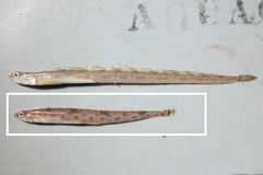 Leptoclinus maculatus