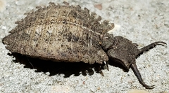 Ascaloptynx appendiculata