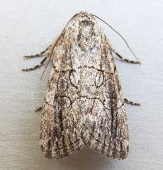 Sympistis sectiloides