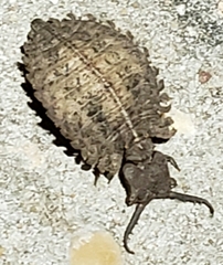 Ascaloptynx appendiculata