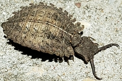 Ascaloptynx appendiculata