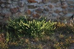 Reseda lutea