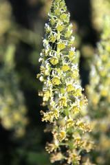 Reseda lutea