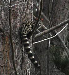 Genetta tigrina tigrina