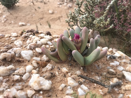 Argyroderma fissum