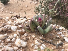 Argyroderma fissum