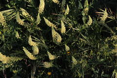 Reseda lutea