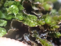 Lophoziopsis excisa
