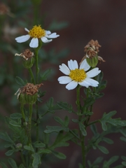 Perityle coronopifolia