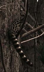 Genetta tigrina tigrina