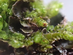 Lophoziopsis excisa