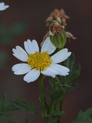Perityle coronopifolia