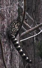 Genetta tigrina tigrina