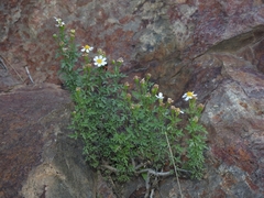 Perityle coronopifolia