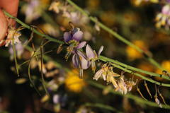 Heliophila cornuta squamata