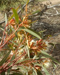 Eucalyptus calycogona
