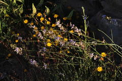 Heliophila cornuta squamata