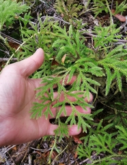 Austrolycopodium paniculatum
