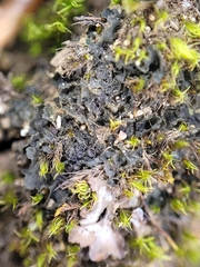 Scytinium intermedium