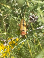 Crossidius suturalis